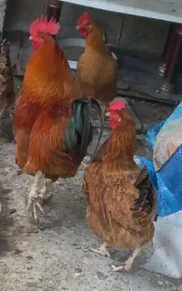 مرغ و خروس