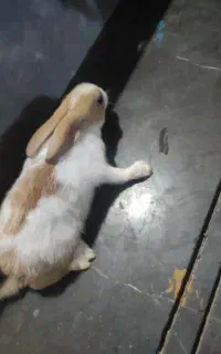 خرگوش