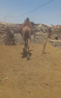 فروشی شتر نر