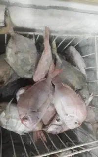 سکن سنگسر کوفر شوریده