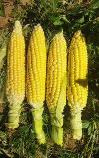 شراکت زمین برای ذرت مکزیکی