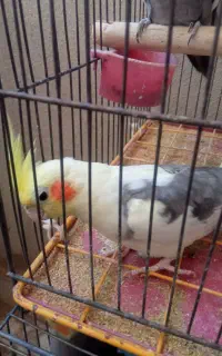عروس هلندی سخنگو