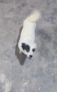 سگ پاپی