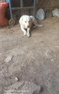 سگ مخصوص گله