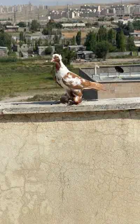 ککیلی ساری نشان مایا اوچان
