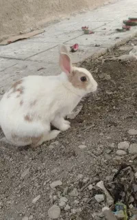 خرگوش