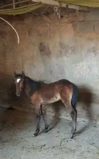 کره مادیان 3ماهه نژاد یورقه