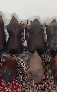 مشک پوستی