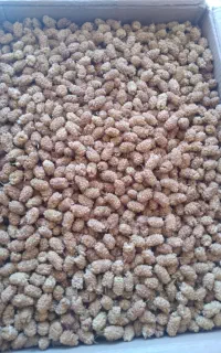 فروش خشکبار درجه یک