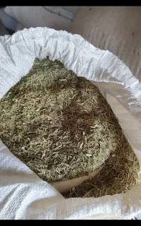 خارشتری