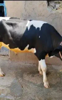 گوساله نر