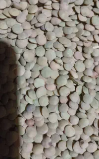 عدس تازه محلی ..عمده و خرده