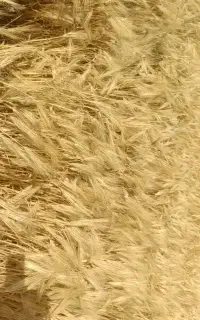 جو  آبی  دیمی