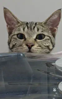 گربهdsh ماده