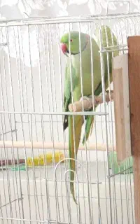 جفت ملنگو باجوجه  شش تخم و جوجه