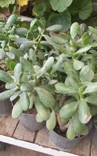 گیاه یشم