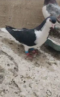 ساده سیاه نر پاک
