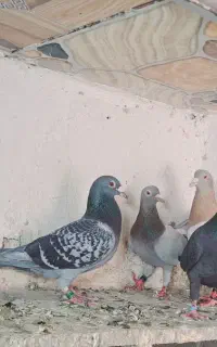 پلاکی