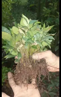 فروش نشا برگ بو
