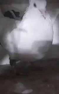 دم سیاه ماده چنگ و چشم سفید