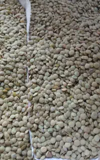 عدس دشت مغان