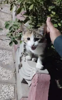 دو عدد گربه خانگی رایگان