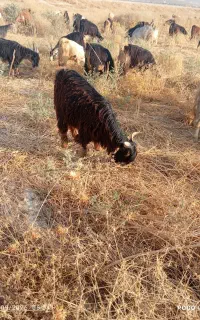 45راس بز ترکی