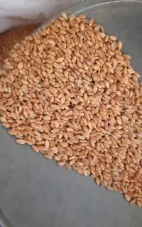 خرید و فروش گندم بذری و خوراک دام