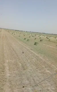 یونجه وکلش کاه
