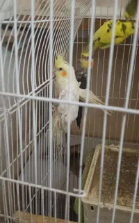 یک جفت عروس هلندی با قفس