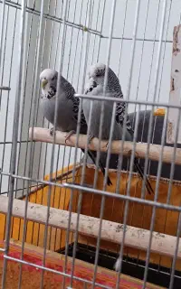 مرغ عشق انگلیسی