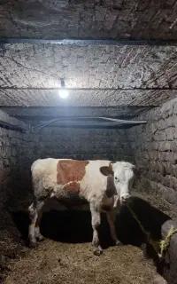گوساله درجه یک توم