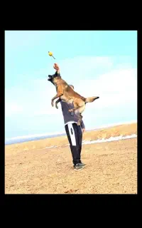 سگ ژرمن پیداشده