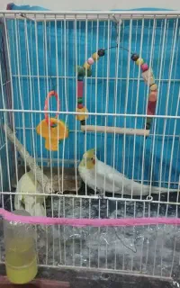 عروس هلندی