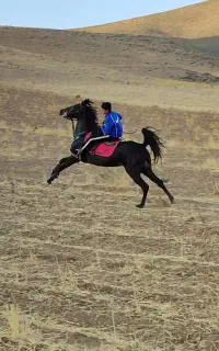 مادیان مشکی  ۴سال