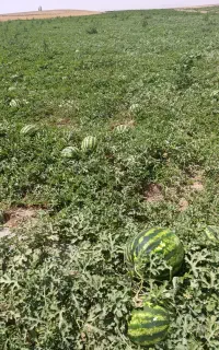 فروش هنداونه