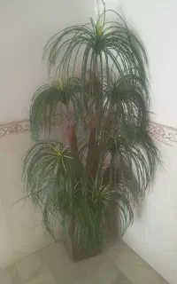 نخل سبز