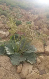 کا کنگر