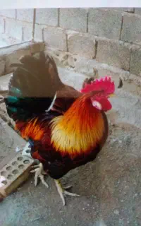 خروس