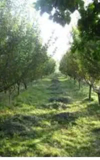 کار در ترکیه