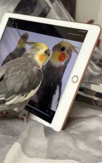 عروس هلندی