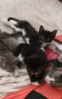 واگذاری ۵تا بچه گربه