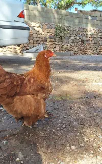 مرغ برهما تخم گذار جوان