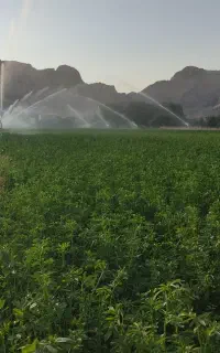 فروش یونجه ساق باریک خرد شده