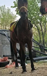 اسب بی ترمز