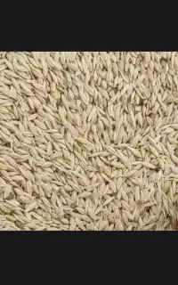 فروش جو داخل گونی