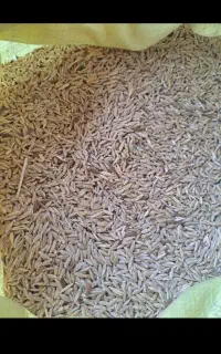 ۸۰۰کیلوجو تمیز کیسه شده