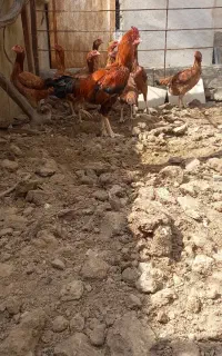 خروس لاری