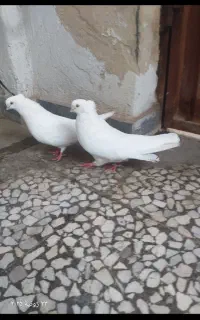 کبوتر تزئینی