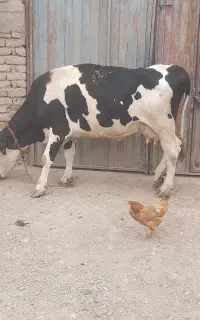 گاوه سع گوساله